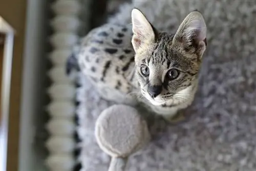 close-up de um gato de savana sentado