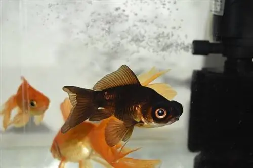 Black moor goldfish_Cherukuri rohith_shutterstock