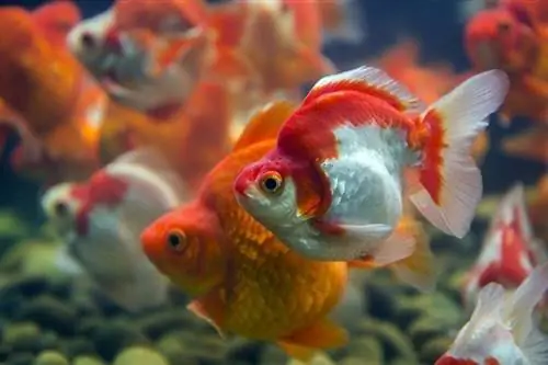 Teh Goldfish Ryukin_Moo untuk tiga_shutterstock