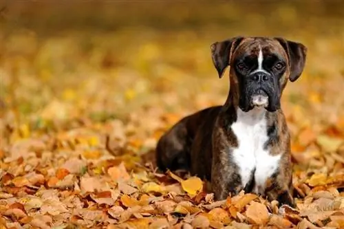 câine boxer întins pe frunzele de toamnă