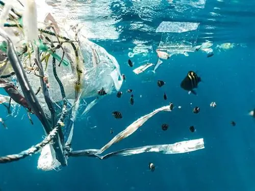 10 řešení znečištění oceánů: Co můžete udělat, abyste pomohli