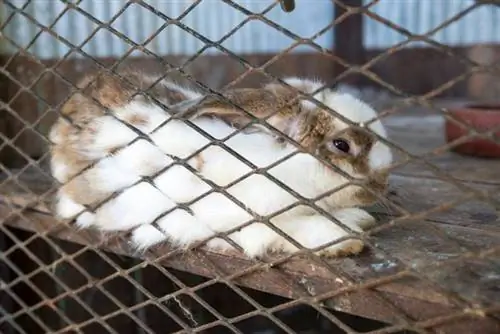 lapin malade dans une cage