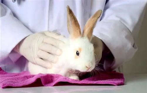 un conejo revisado por un veterinario