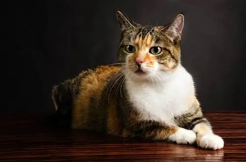 Torbie american shorthair