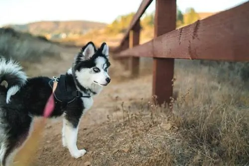 pomsky på gåtur