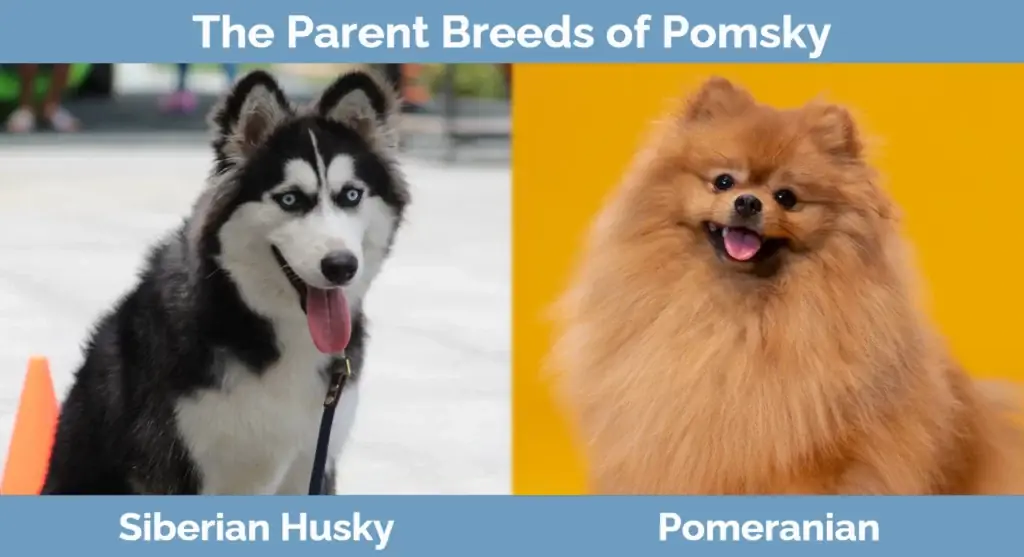 Induk keturunan Pomsky