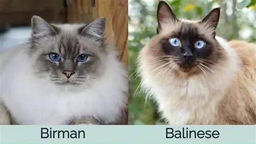 Kucing Birman vs Kucing Bali