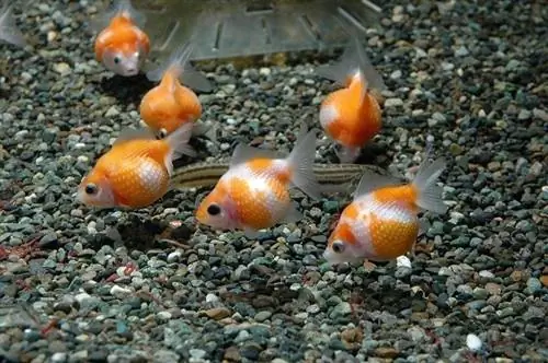 zoo nkauj pearlscale goldfishes