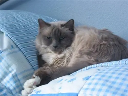 chat birman couché