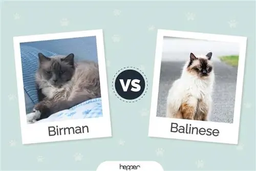 Gat de Birman vs gat balines: imatges, diferències, & quin triar