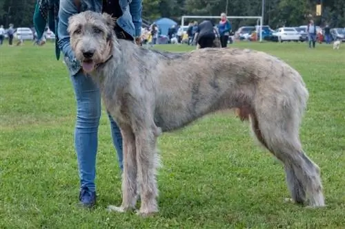 Perro lobo irlandés