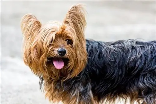 8 Yorkie Haircuts thiab Grooming Style tswv yim hauv 2023 (nrog duab)