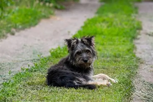 liten blandhund som ligger utomhus