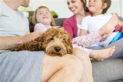 Câine Cockerpoo cu familia