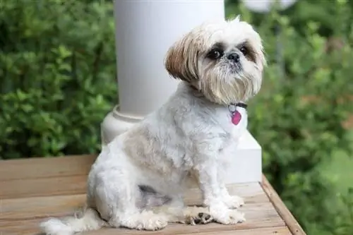 Shih Tzu sitzt auf der Terrasse