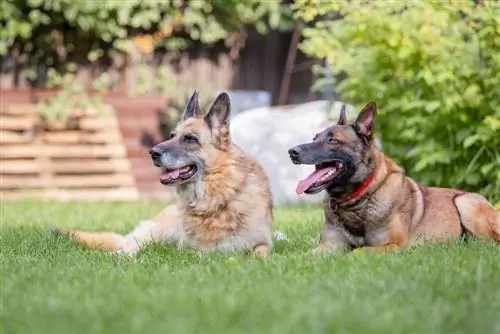 Duitse Herder & Belgische Mechelaar Mix (Duitse Mechelse Herder): Info, Afbeeldingen, Kenmerken & Feiten