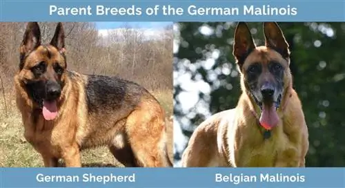 Induk Baka Malinois Jerman