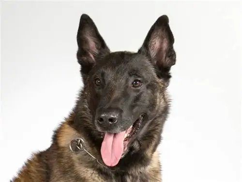 malinois jerman