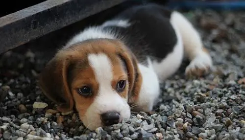 Beagle negru, roșu și alb (tricolor).