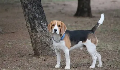 Beagle noir, feu et blanc debout en plein air