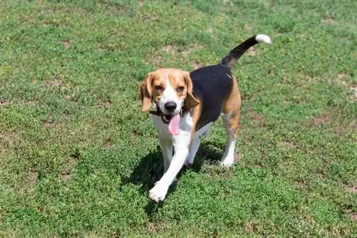 itim na puti at kayumangging beagle na naglalakad