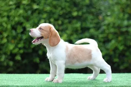 cute na puting kayumanggi beagle