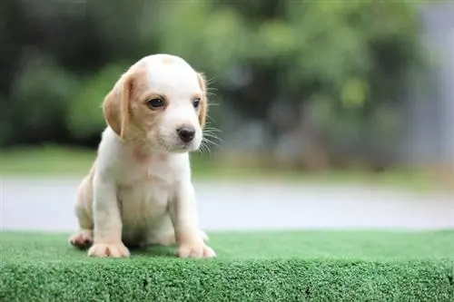 puting tan beagle puppy