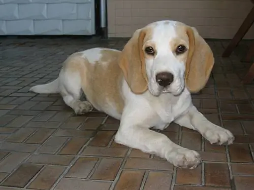 Beagle berwarna putih sawo matang