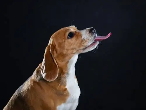 qırmızı beagle