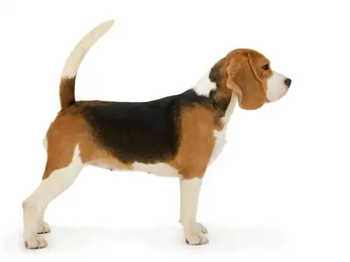 beagle în picioare