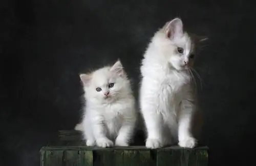 Yavru Kedi ve Yaşlı Kedi Bakımı: Temel Farklılıklar