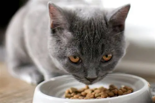 gatto blu russo che mangia cibo secco nella ciotola