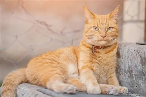 Orangefarbene Katze mit rotem Lederhalsband, die draußen liegt