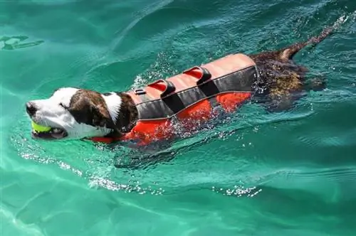 anjing berenang dan mengambil bola sambil memakai jaket keselamatan di laut