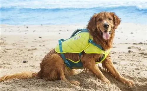 anjing memakai jaket keselamatan di tepi pantai