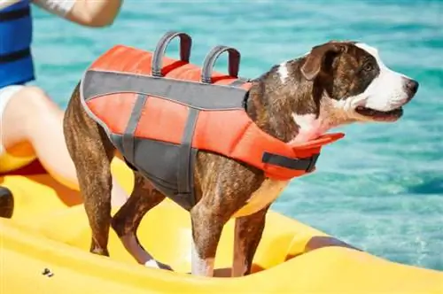 anjing memakai jaket keselamatan di atas kayak bersama pemiliknya