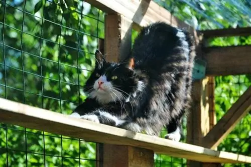 långhårig katt stretching i en utomhus catio