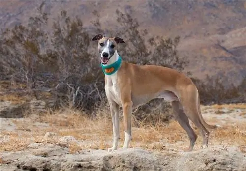 Whippet nel deserto