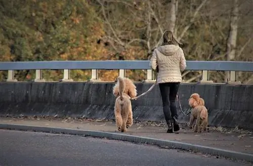 el perro camina