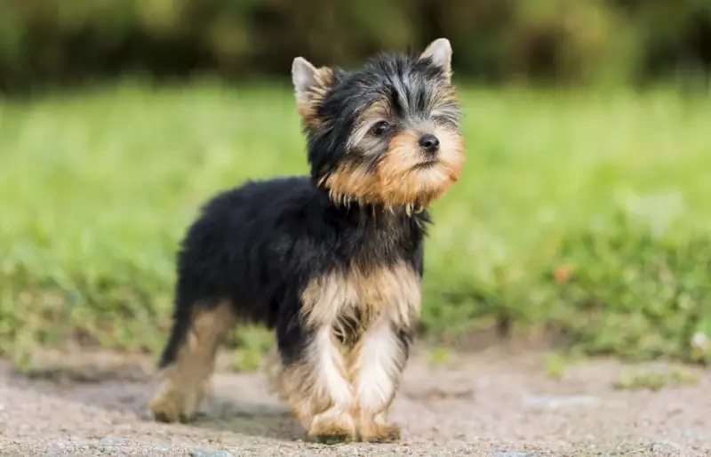 parti yorkshire terrier hvalp udendørs