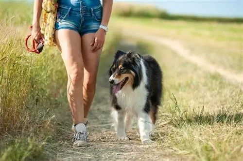 Ang australian shepherd na aso at babaeng may-ari ay naglalakad nang magkasama