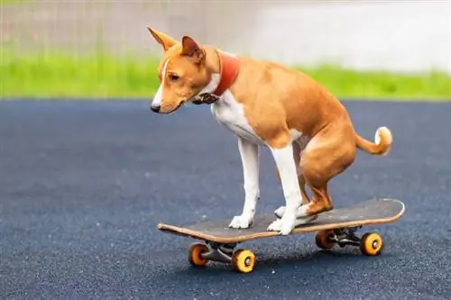 un chien Basenji africain faisant du skateboard