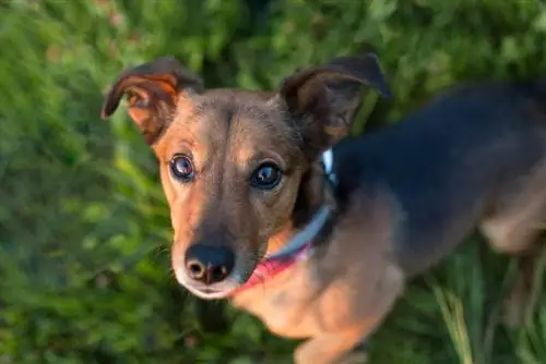 Mini Foxie Doxie (Mini Fox Terrier & Gravhund Mix) Billeder & Træk