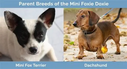 Races parentales du Mini Foxie Doxie