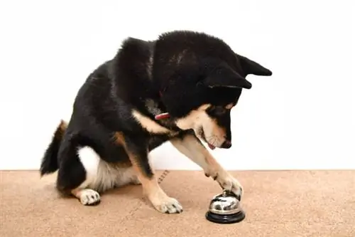 Comment apprendre à un chien à sonner une cloche pour faire pipi en 6 étapes simples