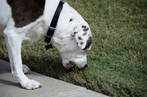 Cane che mangia erba