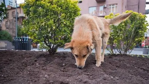 cane nel terreno in strada il cane ha mangiato fertilizzante