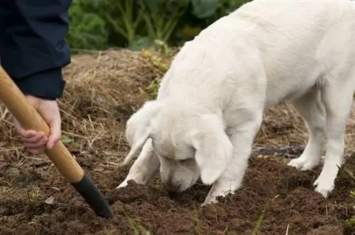 Cane curioso che guarda quando si lavora con un forcone in giardino