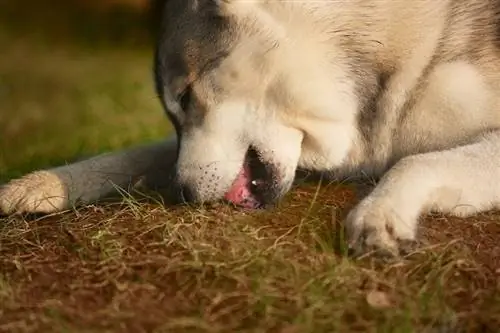 Husky siberiano sdraiato a terra che mangia erba