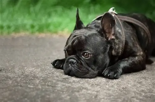 Un bulldog francese nero